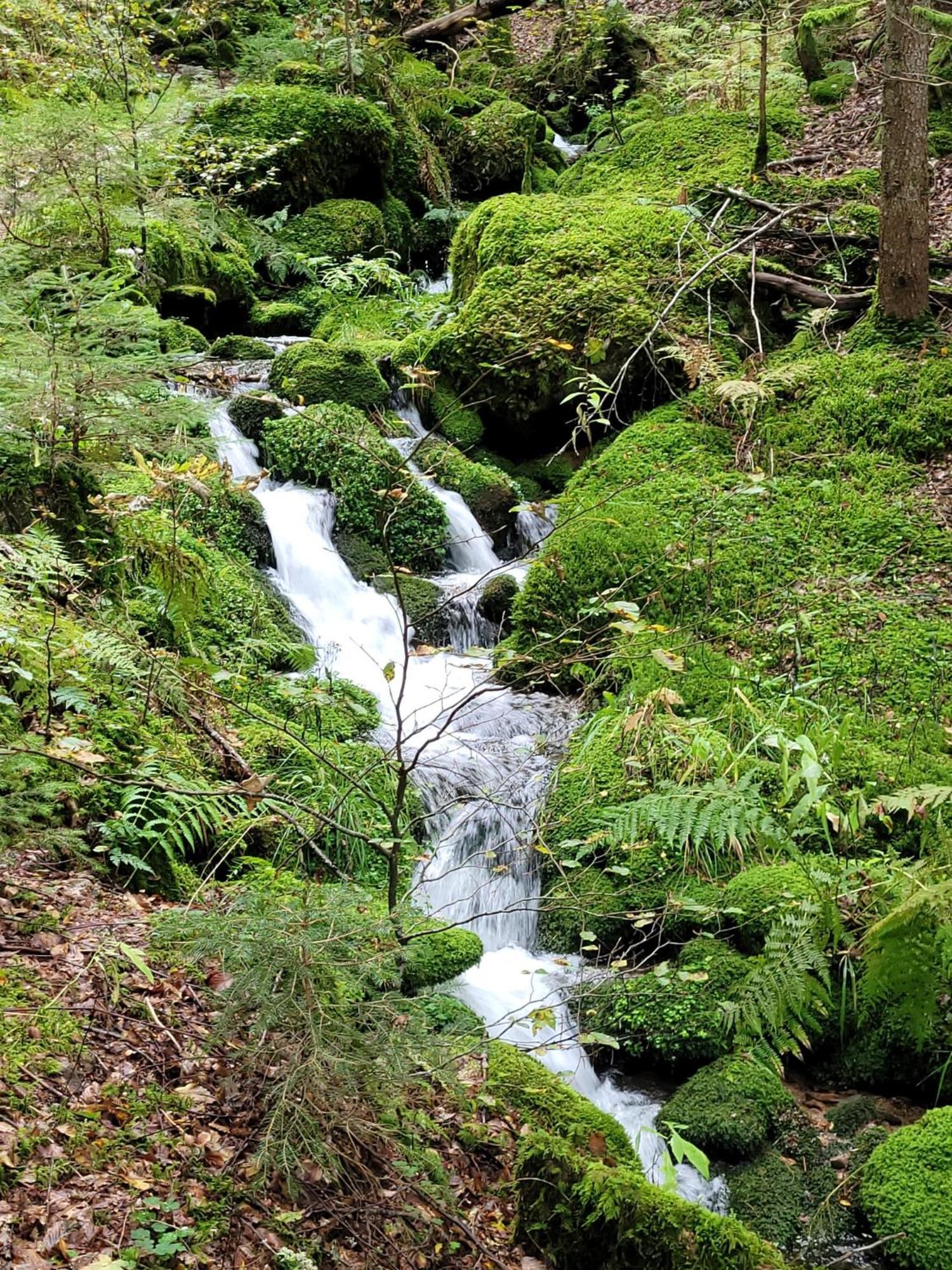 Blick In Den Garten Holzschlag Kültér fotó